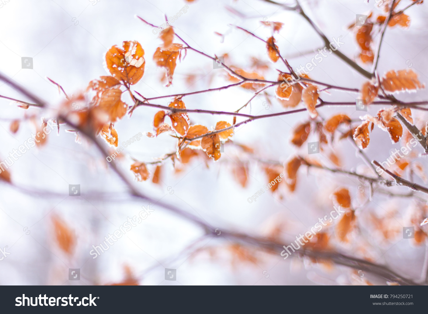 Brown Frozen leaves background texture. winter mornings. Ice on leaves. Hoarfrost on withered leaves. Beautiful frozen tree branch. Frozen autumn leaves on the beech branch.