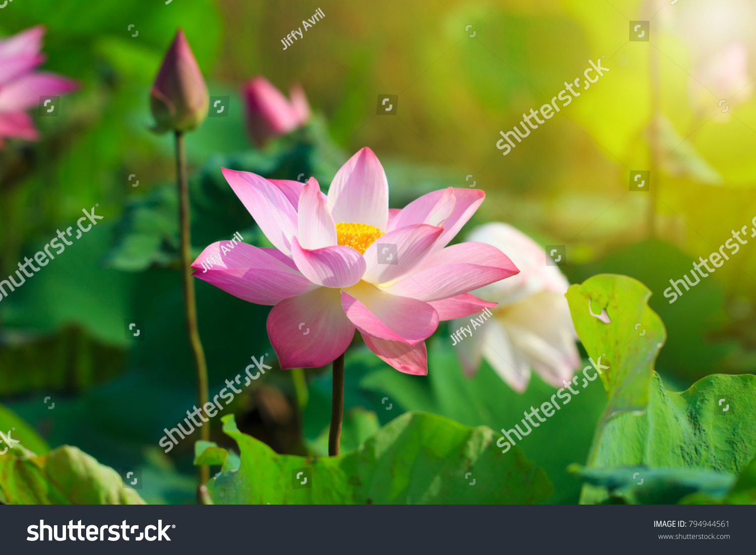 Beautiful pink lotus flower in blooming 