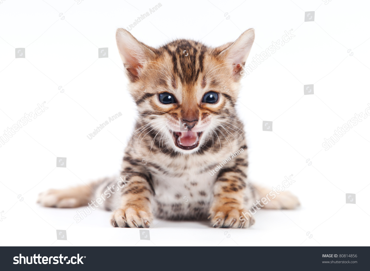 Bengal cat on white background