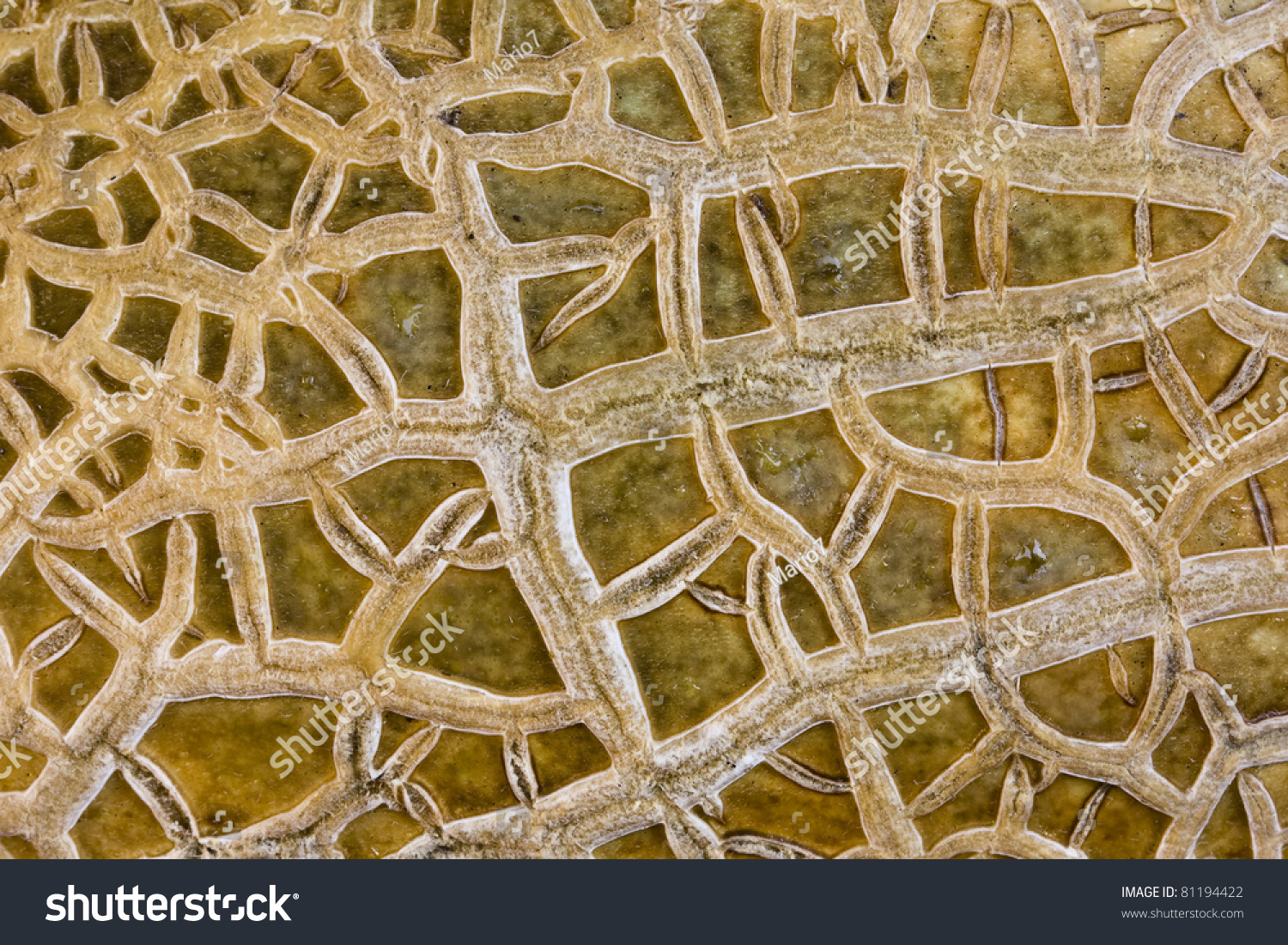 yellow melon texture