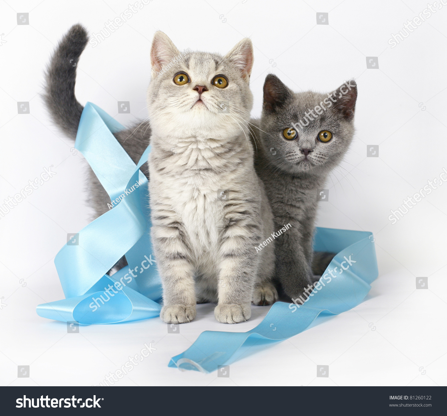 Two British kitten with blue ribbon