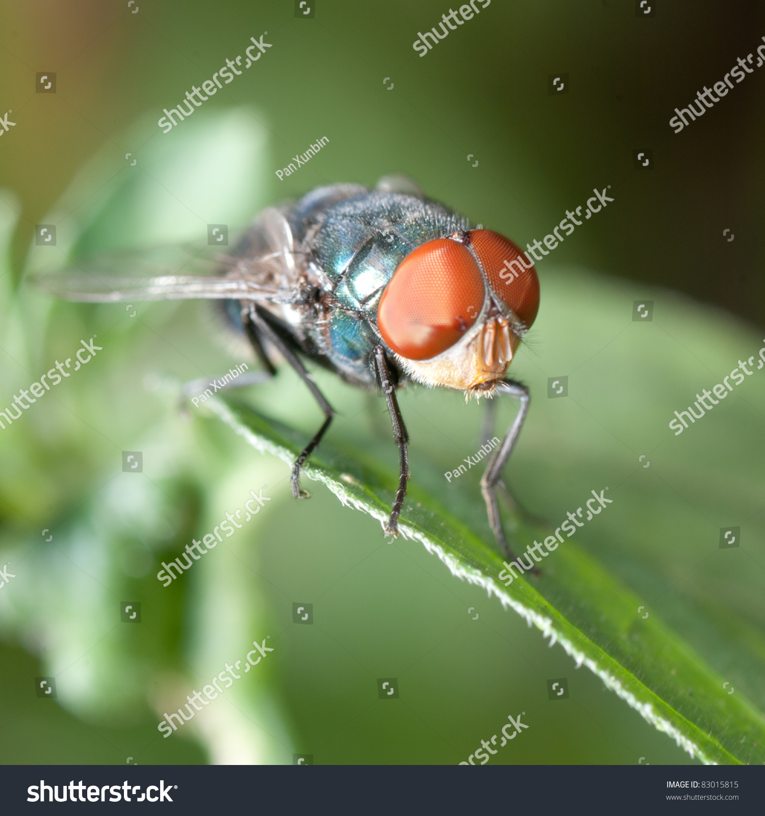 insect fly macro on leaf