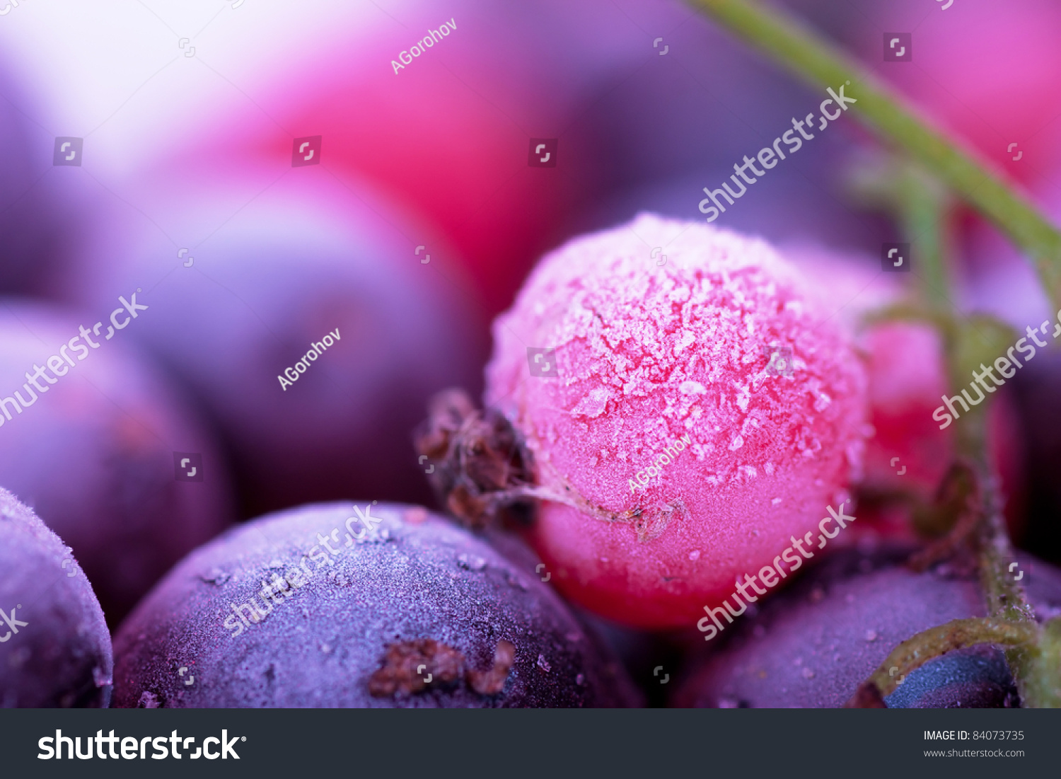 Macro view of frozen berries: blackcurrant  redcurrant  blueberry