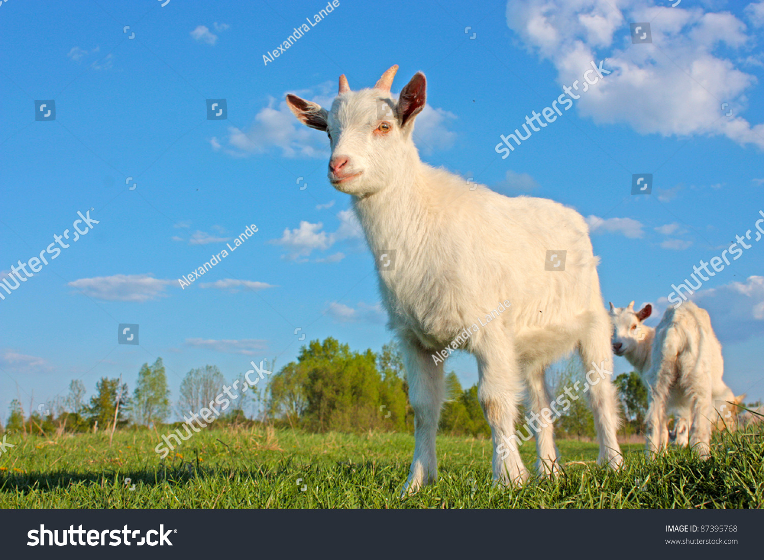 Funny kid goat
