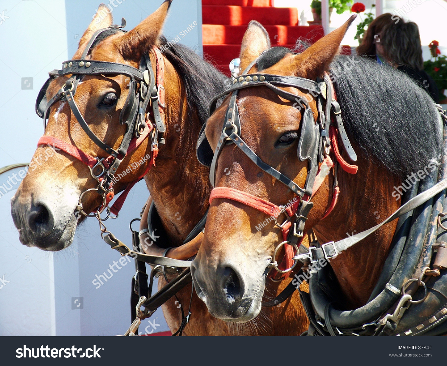 horses pulling a carriage