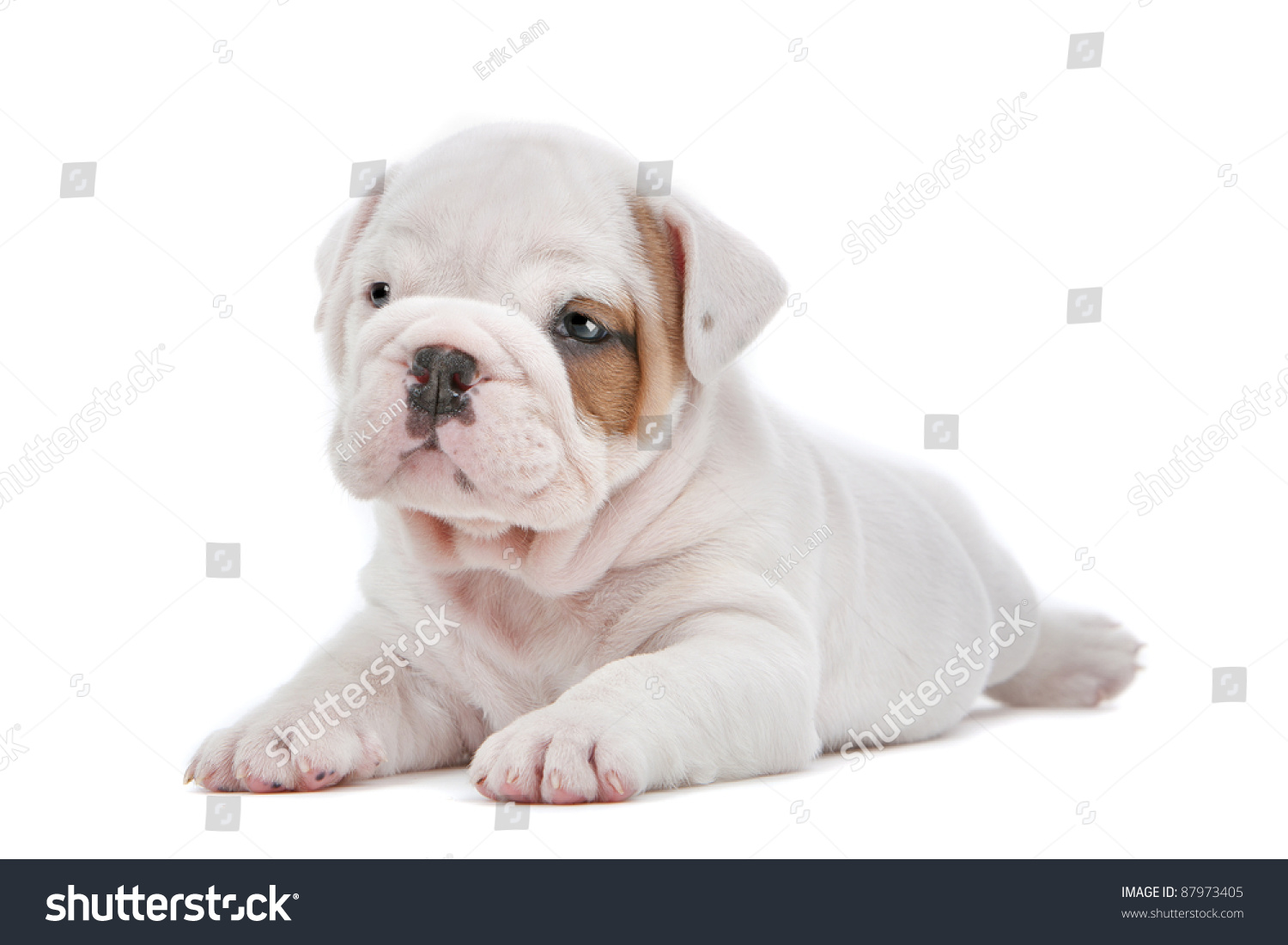 English Bulldog puppy in front of a white background