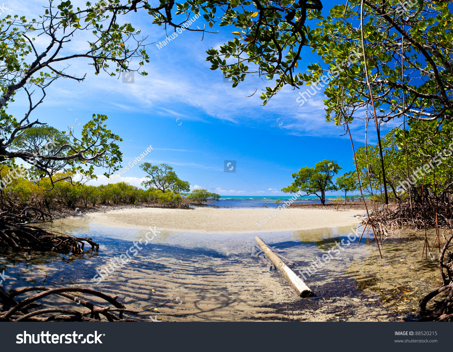 Mangrove forrest near Port Douglas  Australia
