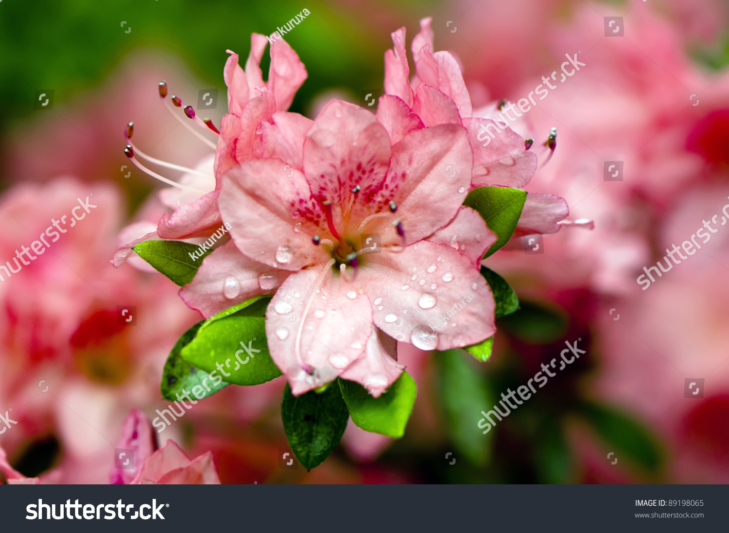 Blooming Pink Rhododendron (Azalea) Afer Rain  close-up  selective focus