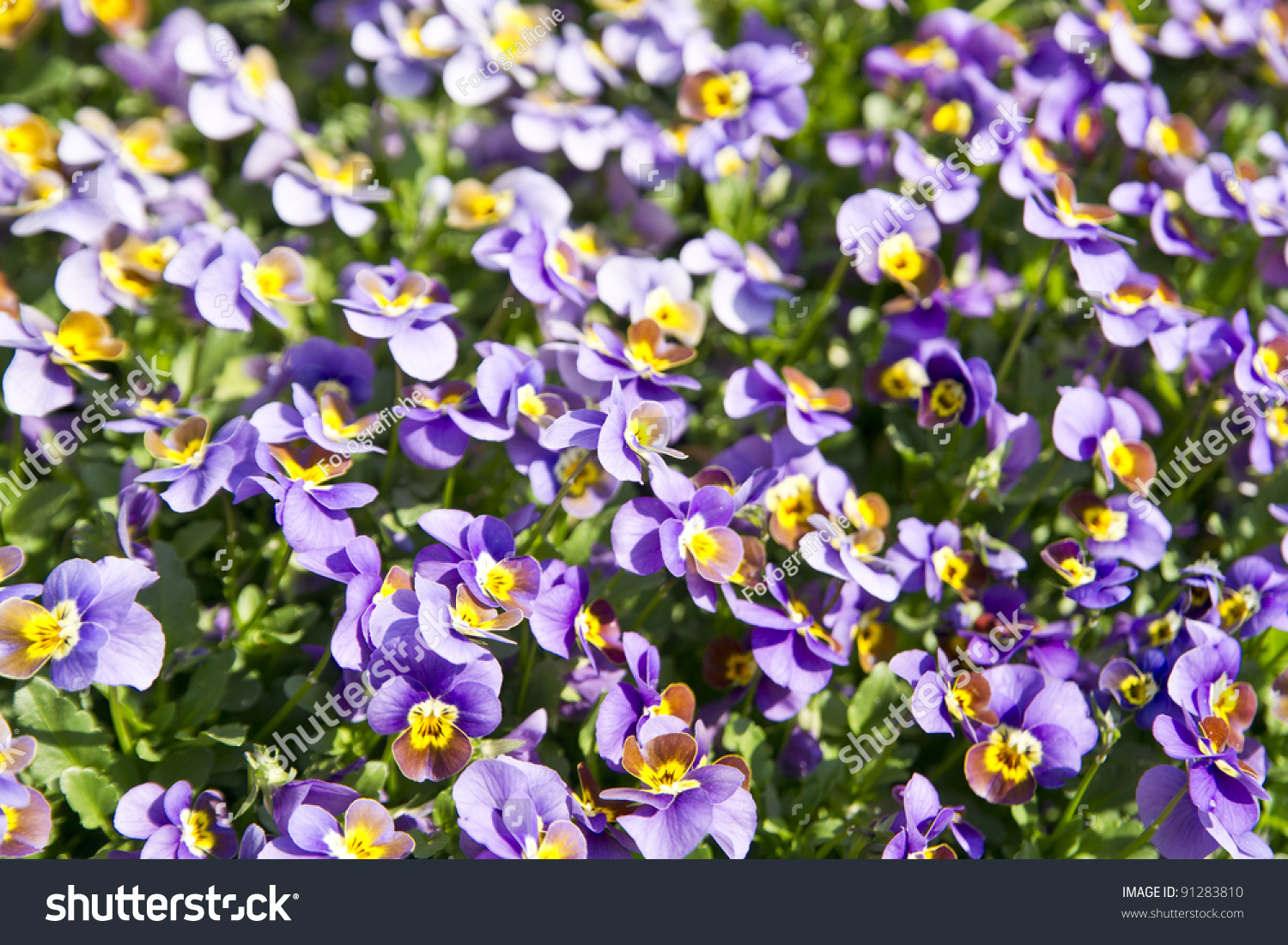 flowerpansy