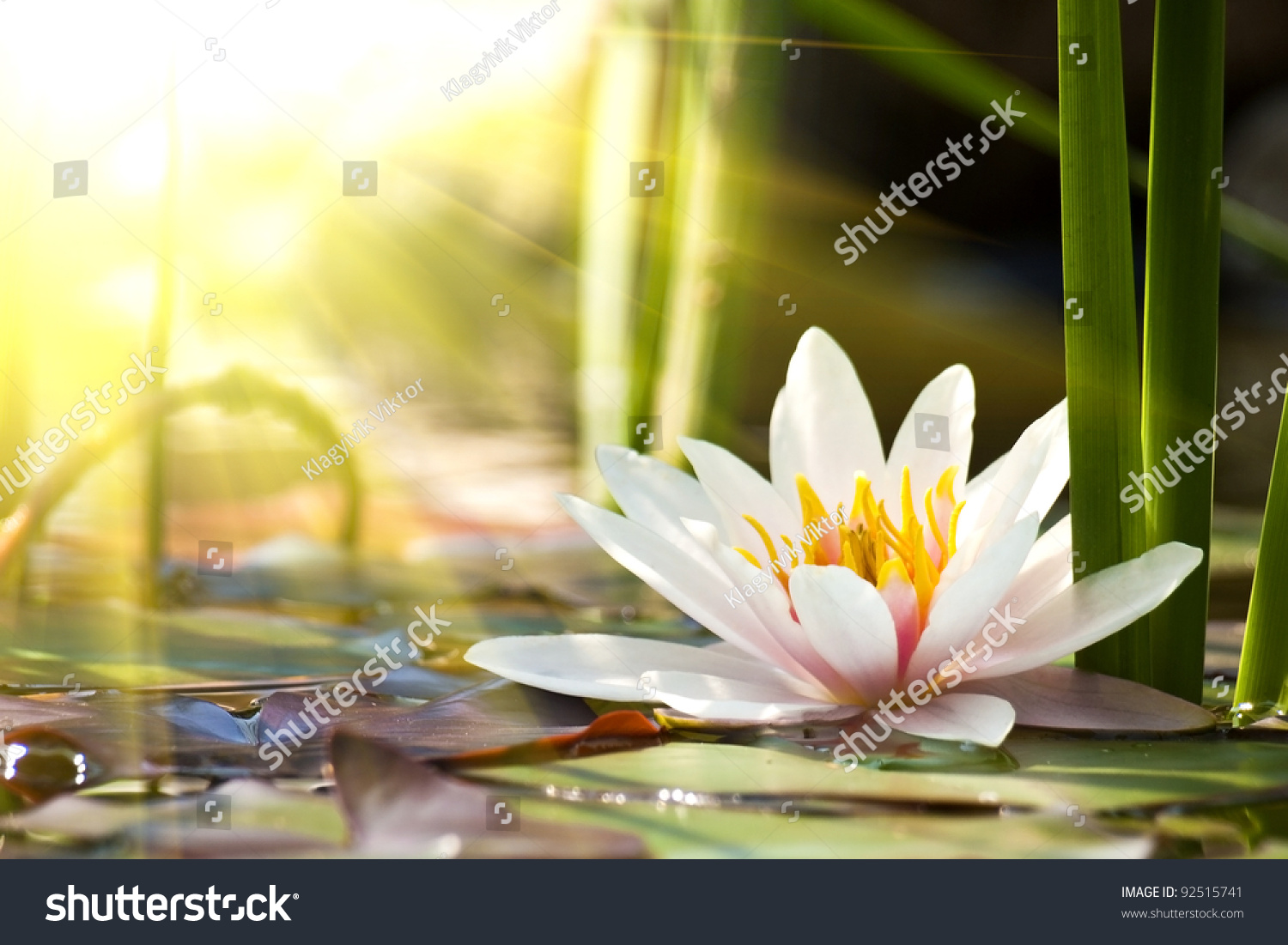 lotus flower background