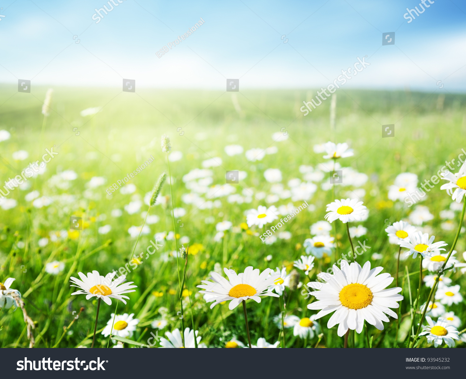 field of daisy flowers