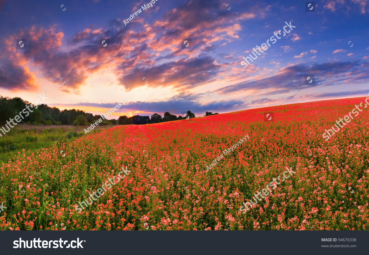Colorful panorama with a field of red flowers. Sunset