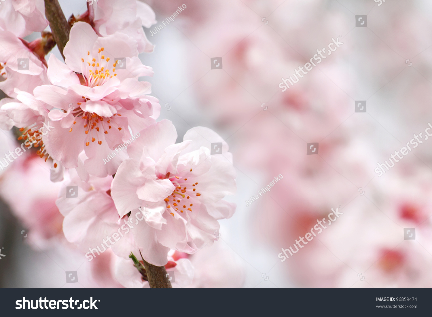 Beautiful peach flowers close up - as background