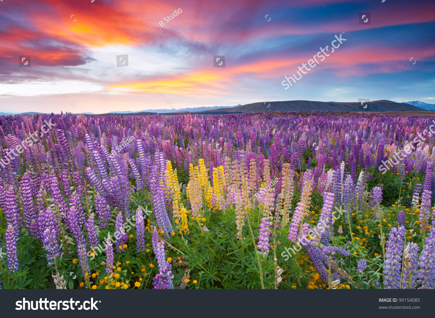 Sunset is in the flower field