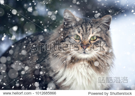 first snow. cold. winter. cat in the snow snowfall is coming