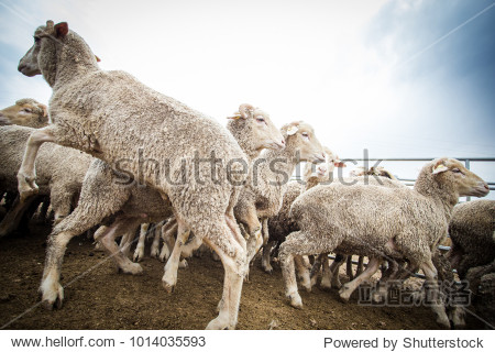 close up wide angle view of a flock of sheep in a holding pen on