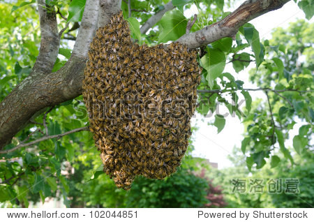 a swarm of european honey bees clinging to a tree