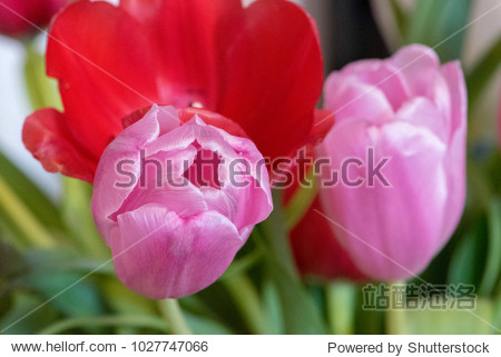 blooming tulip bulbs - 站酷海洛正版图片, 视频, 音乐素材交易平台