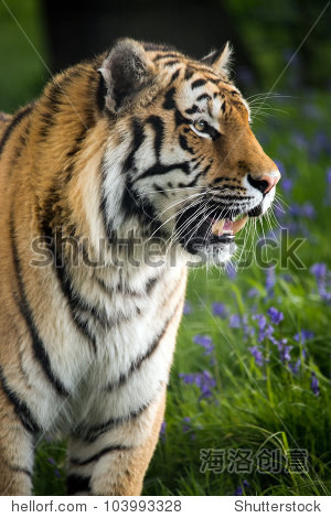 siberian tiger - 图片素材 - 站酷海洛plus正版图片, 视频, 音乐素材