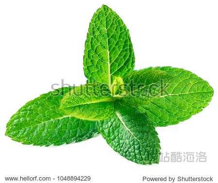 fresh raw mint leaves isolated on white background.