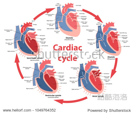 diagram of the phases of cardiac cycle with main parts labeled.