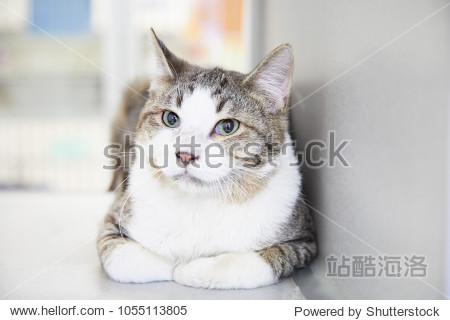 Docile grey tabby cat with white markings lying