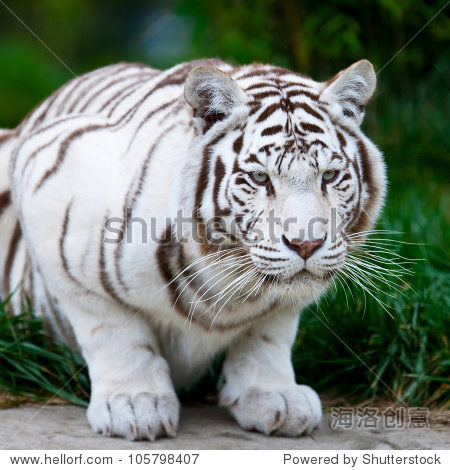 white bengal tiger-站酷海洛正版图片, 视频, 音乐素材交易平台