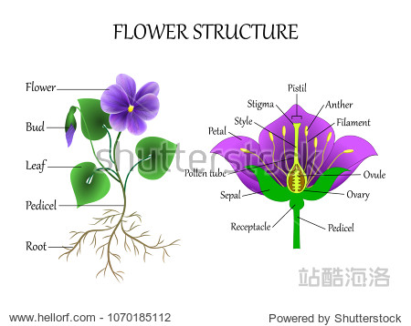 小雏菊解剖图图片