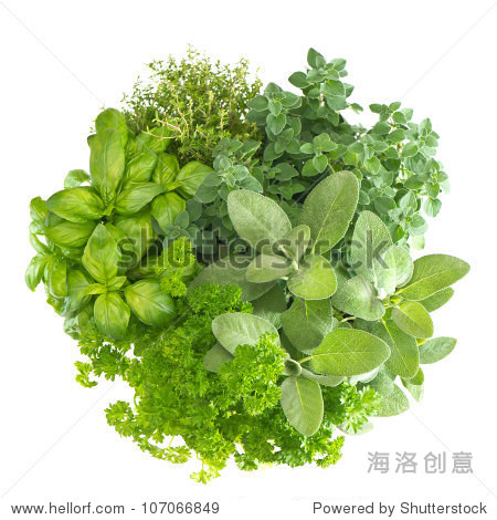 marjoram; parsley; basil; rosemary; thyme sage