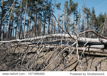 concept: deforestation and environmental protection.