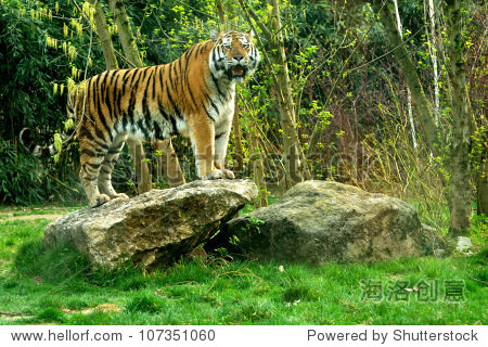 siberian tiger (panthera tigris altaica) standing on a rock