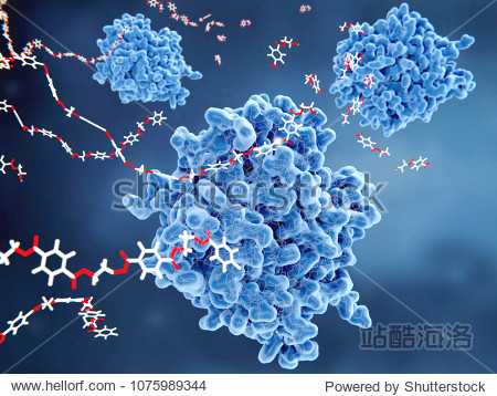 the whole bacterial degradation process yields en