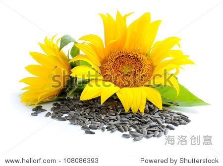yellow sunflowers and sunflower seeds on a white background
