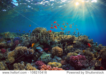 beautiful view of sea life
