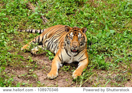 bengal tiger resting in the forest - 图片素材 - 站酷海洛plus正版