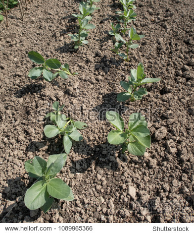 bean plants (vicia faba) on an allotment in a vegetable garden