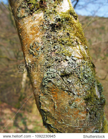 close up of the trunk of a silver birch tree with cracked bark