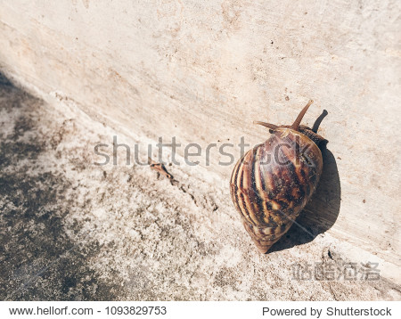 Snail crawls on a concrete wall.
