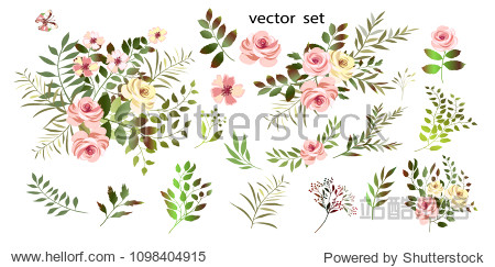 .Vector. Botanical illustration.Flower arrangements of pink roses