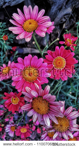 a bouquet of pink daisy