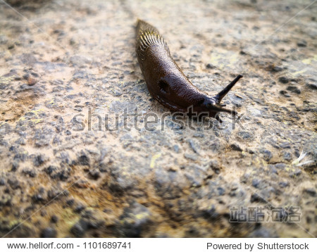 Snail crawls on ground