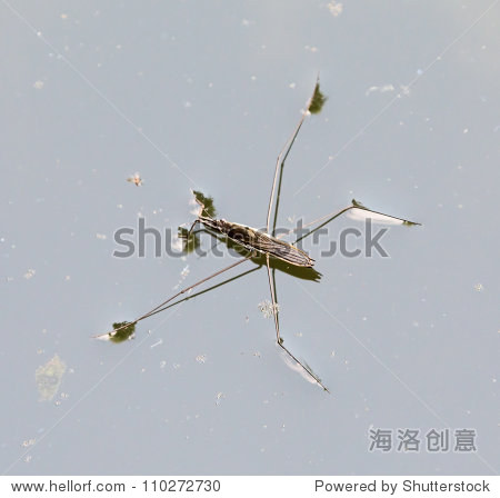 skater now came and its reflection over the surface of the pond