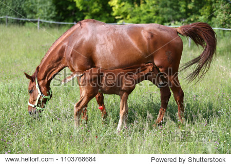 young mare and with her beautiful newborn foal graze together on