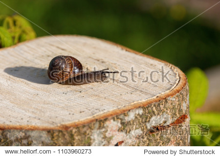 the snail crawls along the tree