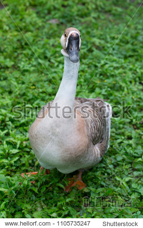 swan goose - anser cygnoides close up in the garden