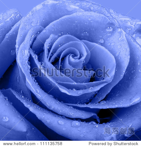 blue rose