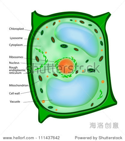plant cell structure. vector.