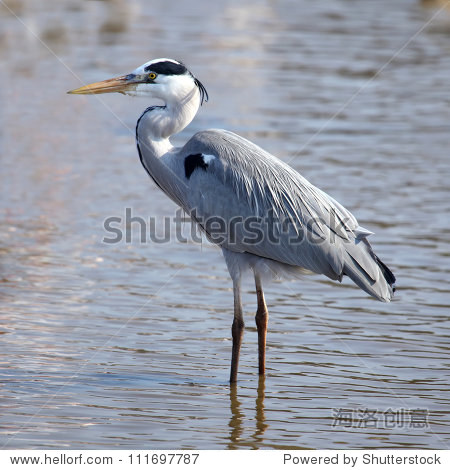 beautiful grey heron (ardea herodias) - 站酷海洛正版图片, 视频