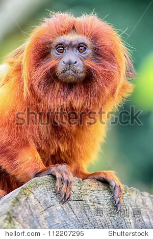 golden lion tamarin perched on log close up view - 站酷海洛正版