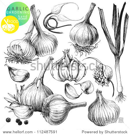 collection of hand drawn illustrations with garlics isolated on